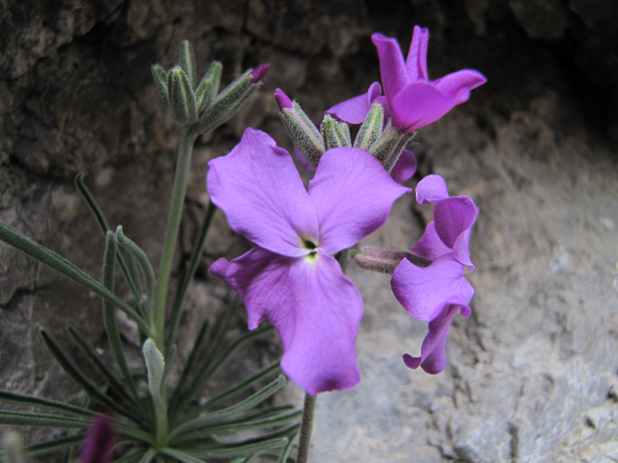 Matthiola fruticulosa subsp. valesiaca / Violaciocca minore